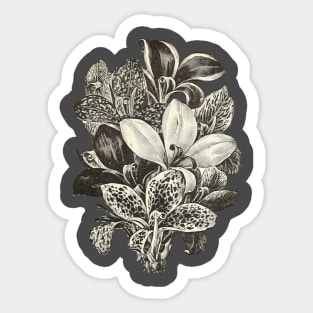 Beautiful Lily Sticker